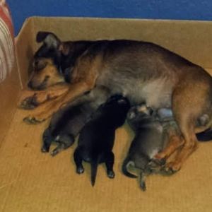 Meet your Posher, Angel